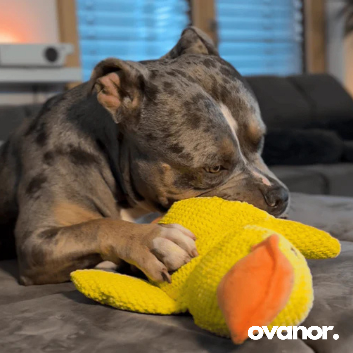 Canard Anti-Stress - Le Best-seller