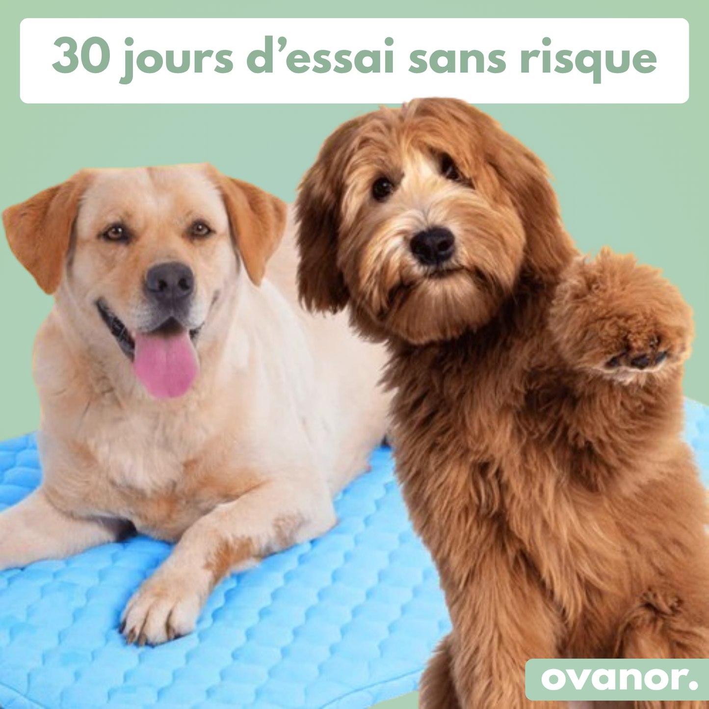 Tapis rafraîchissant pour chien