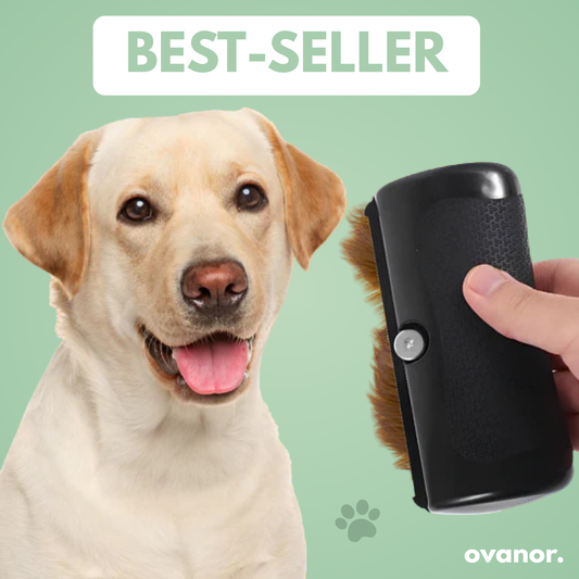 Brosse de toilettage pour chien