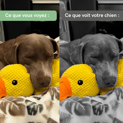 Canard Anti-Stress - Le Best-seller