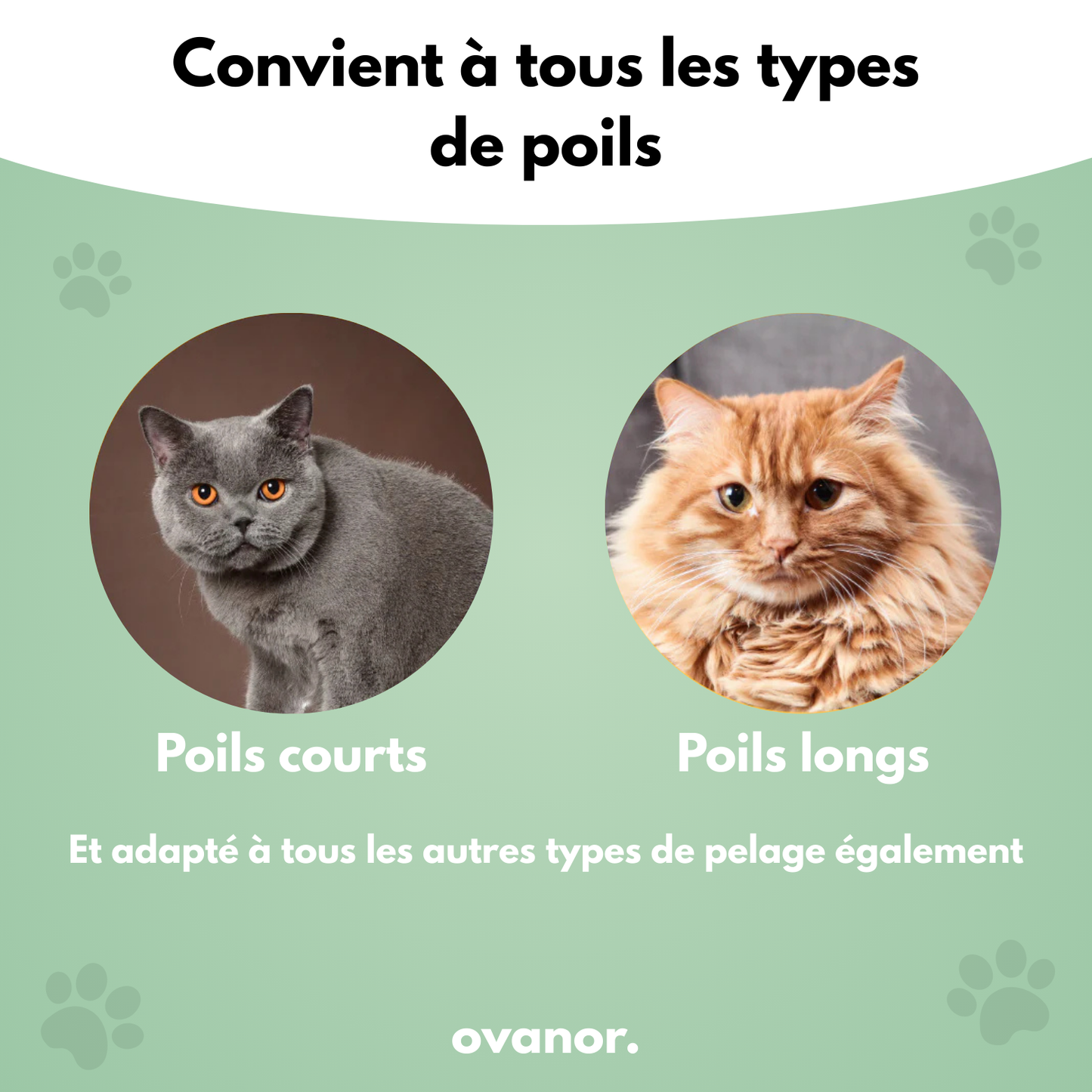 Brosse de toilettage pour chat