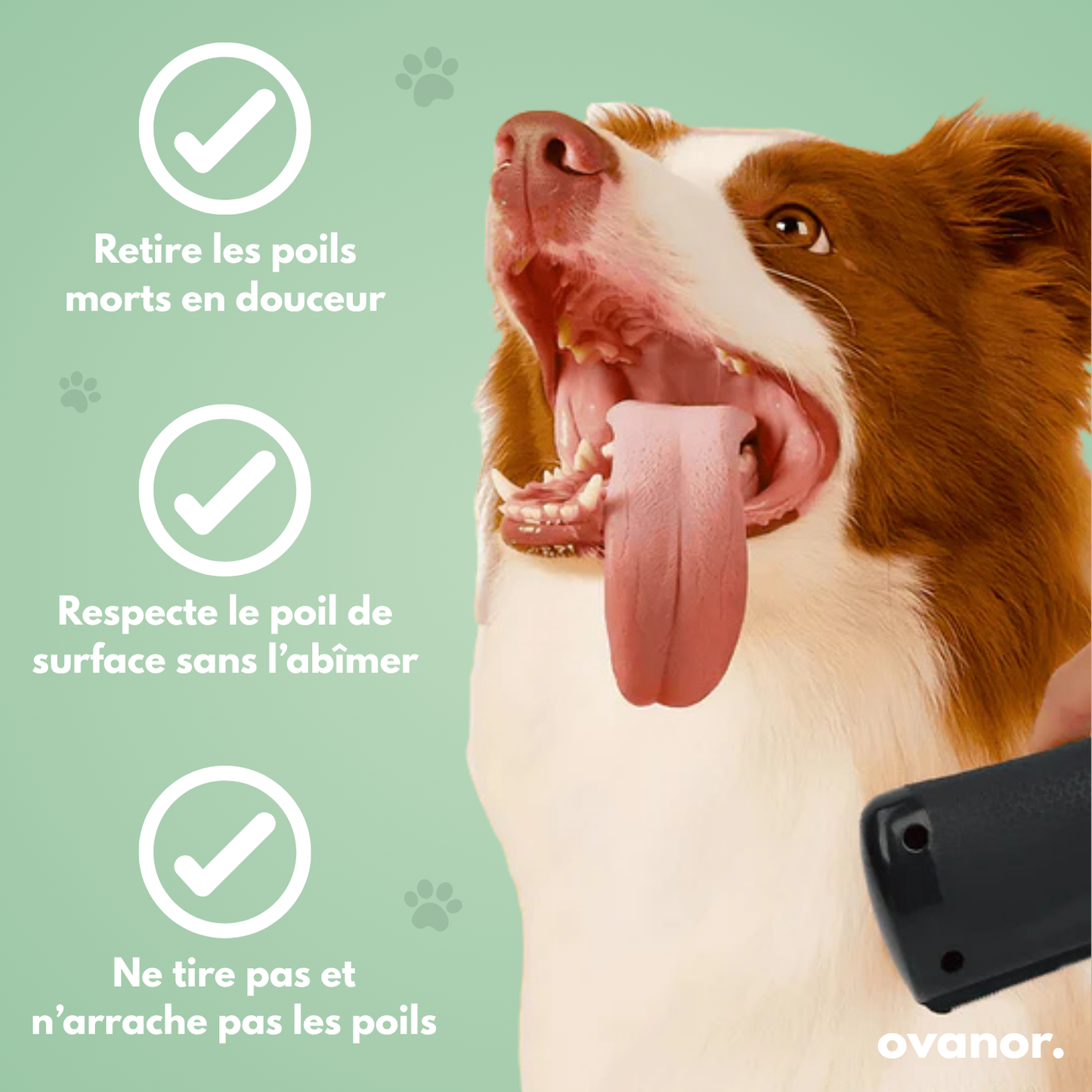 Brosse de toilettage pour chien